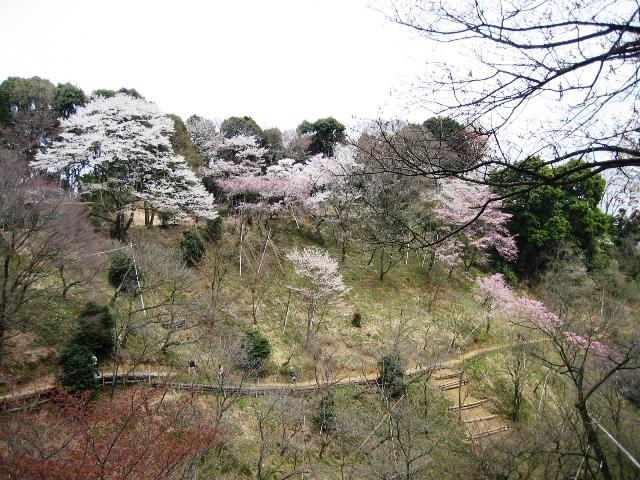 20090405IMG_2431
