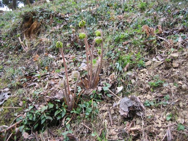 20090405IMG_2431