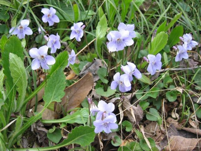 20090405IMG_2431