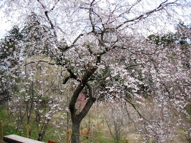 20090405IMG_2431