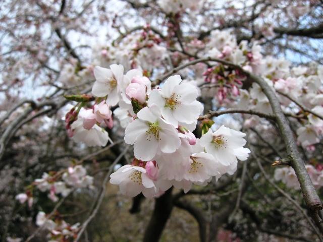20090405IMG_2431