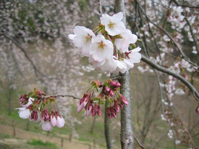 20090405IMG_2431