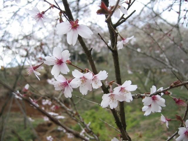 20090405IMG_2431