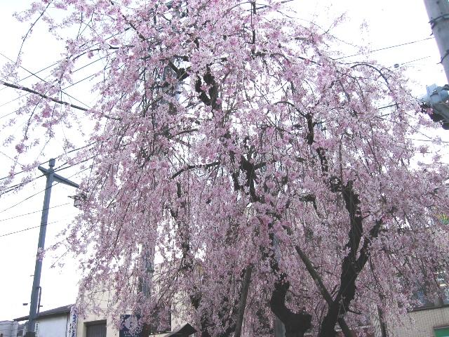 20090405IMG_2431